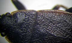 Pyrrhocoris marginatus