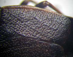 Pyrrhocoris marginatus