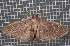 Pilocrocis