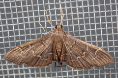 Pilocrocis