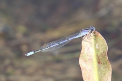 Enallagma semicirculare