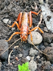 Cratomelus