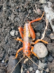 Cratomelus