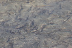 Cyprinodon macularius