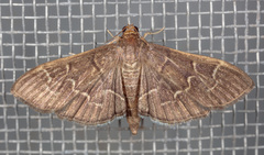 Pilocrocis