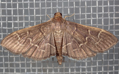 Pilocrocis