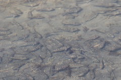 Cyprinodon macularius