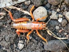 Cratomelus