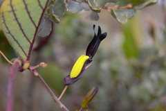 Kennedia nigricans