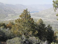 Cupressus nevadensis