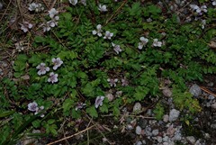 Phacelia platycarpa