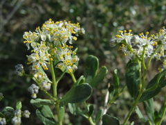Nitraria sibirica