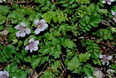 Phacelia platycarpa