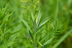 Artemisia serrata
