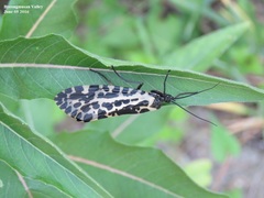 Semblis phalaenoides