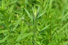 Artemisia serrata