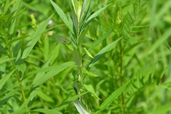 Artemisia serrata