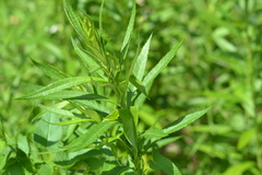 Artemisia serrata