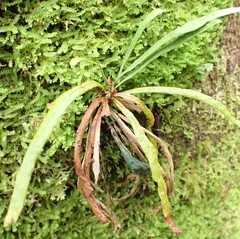 Notogrammitis angustifolia nothofageti