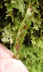 Notogrammitis angustifolia nothofageti