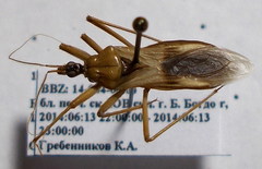 Reduvius testaceus