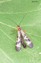Panorpa coreana
