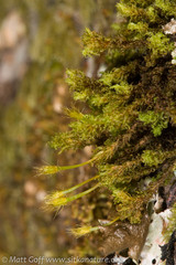 Ulota obtusiuscula