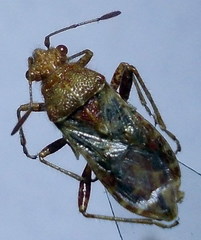 Rhopalus conspersus