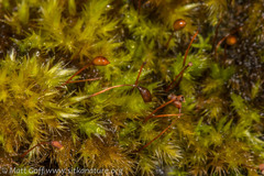 Sciuro-hypnum plumosum