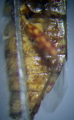 Rhopalus conspersus