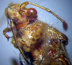 Rhopalus conspersus