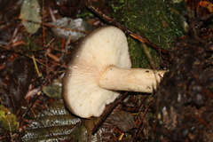 Lactarius kauffmanii