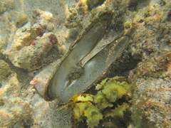 Pinctada margaritifera