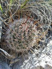 Coryphantha clavata stipitata