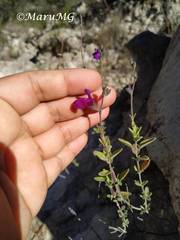 Salvia macellaria