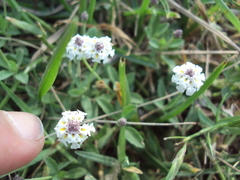 Phyla nodiflora minor