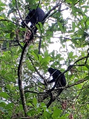 Trachypithecus mauritius