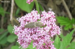 Actenicerus infirmus