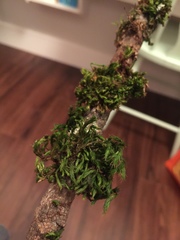 Pulvigera lyellii