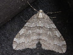 Operophtera relegata