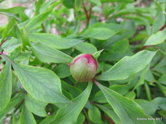 Paeonia broteri