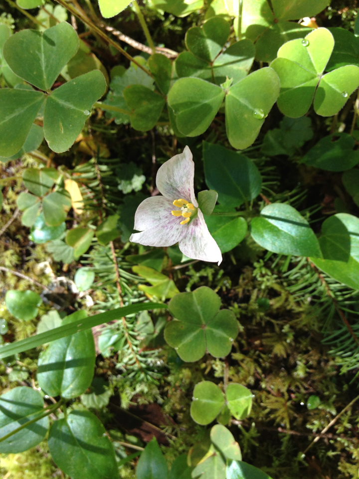 Pseudotrillium