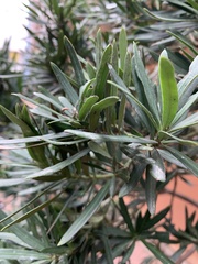 Podocarpus nakaii
