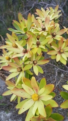 Leucadendron gandogeri
