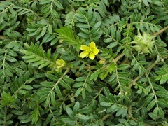 Tribulus terrestris