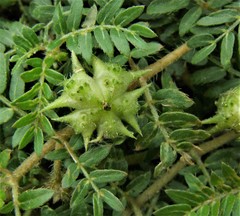 Tribulus terrestris