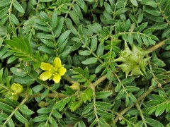 Tribulus terrestris