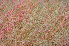 Salsola soda