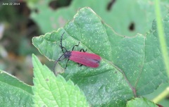 Macrolycus flabellatus