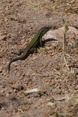 Podarcis carbonelli berlengensis